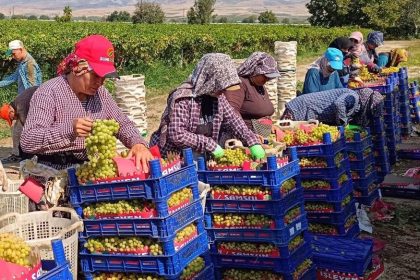 sarigolde-uzum-hasadi-araliksiz-suruyor