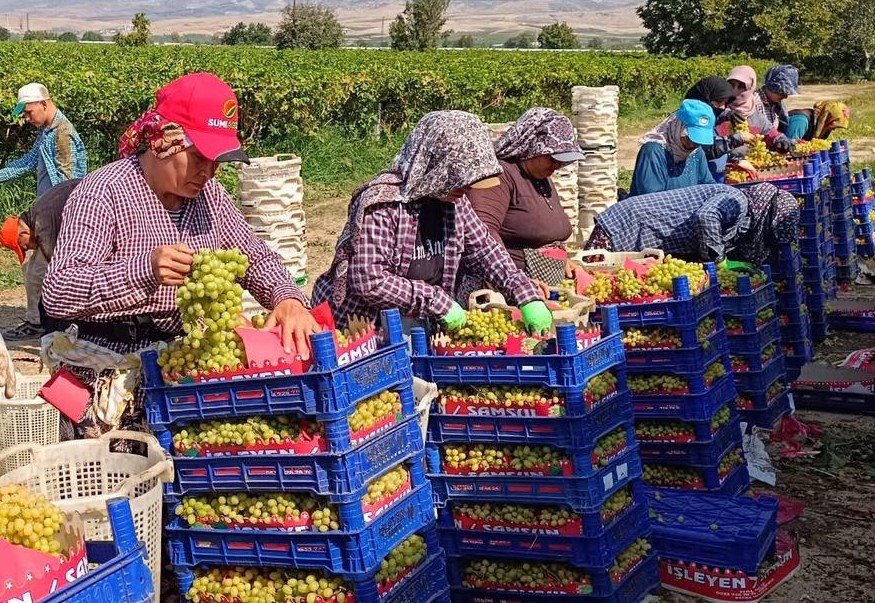 sarigolde-uzum-hasadi-araliksiz-suruyor