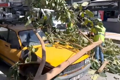 sokede-agac-dali-park-halindeki-aracin-uzerine-dustu