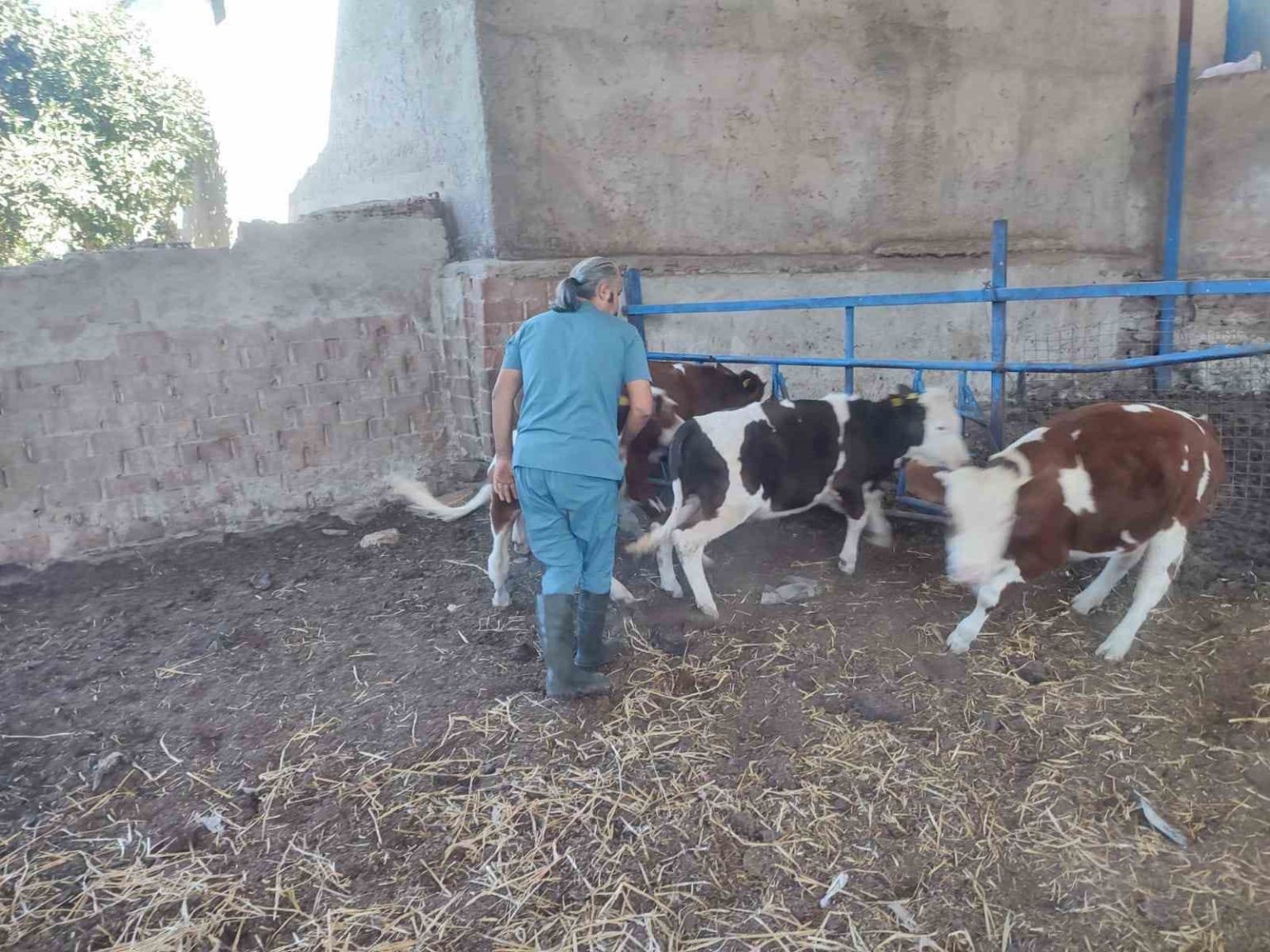 sokede-hayvan-sagligi-icin-asilama-calismalari-devam-ediyor