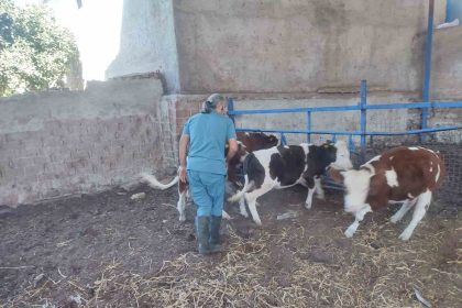 sokede-hayvan-sagligi-icin-asilama-calismalari-devam-ediyor