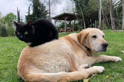 duzceden-800-tona-yakin-kedi-kopek-mamasi-ihrac-edildi