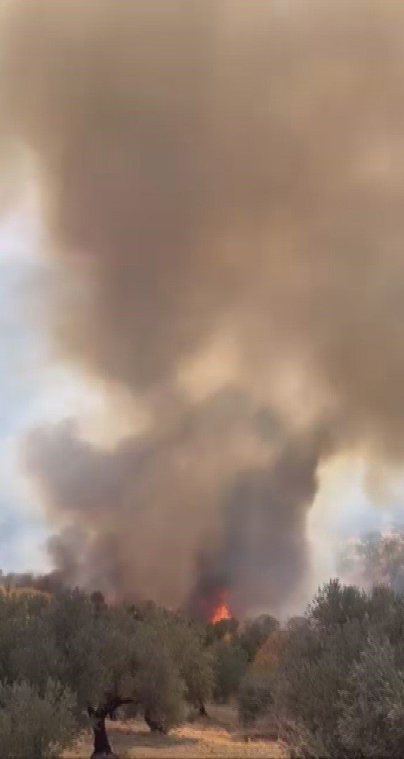 hatayda-zeytinlik-alanda-cikan-yangin-buyumeden-sonduruldu