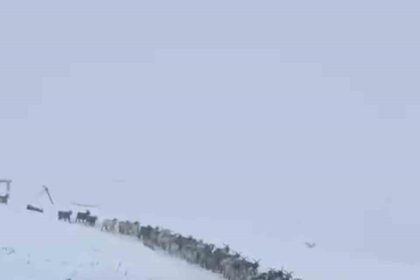 rizede-kar-nedeniyle-avusor-yaylasinda-mahsur-kalan-500-kucukbas-hayvan-kurtarildi