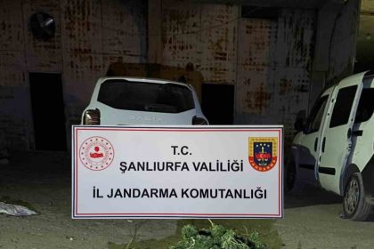 sanliurfada-13-kilo-600-gram-skunk-ele-gecirildi
