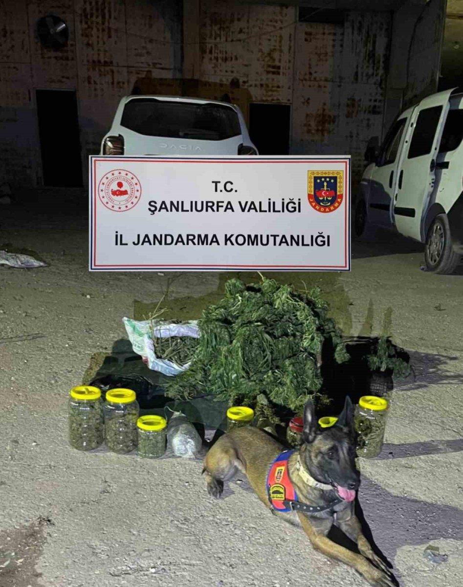 sanliurfada-13-kilo-600-gram-skunk-ele-gecirildi