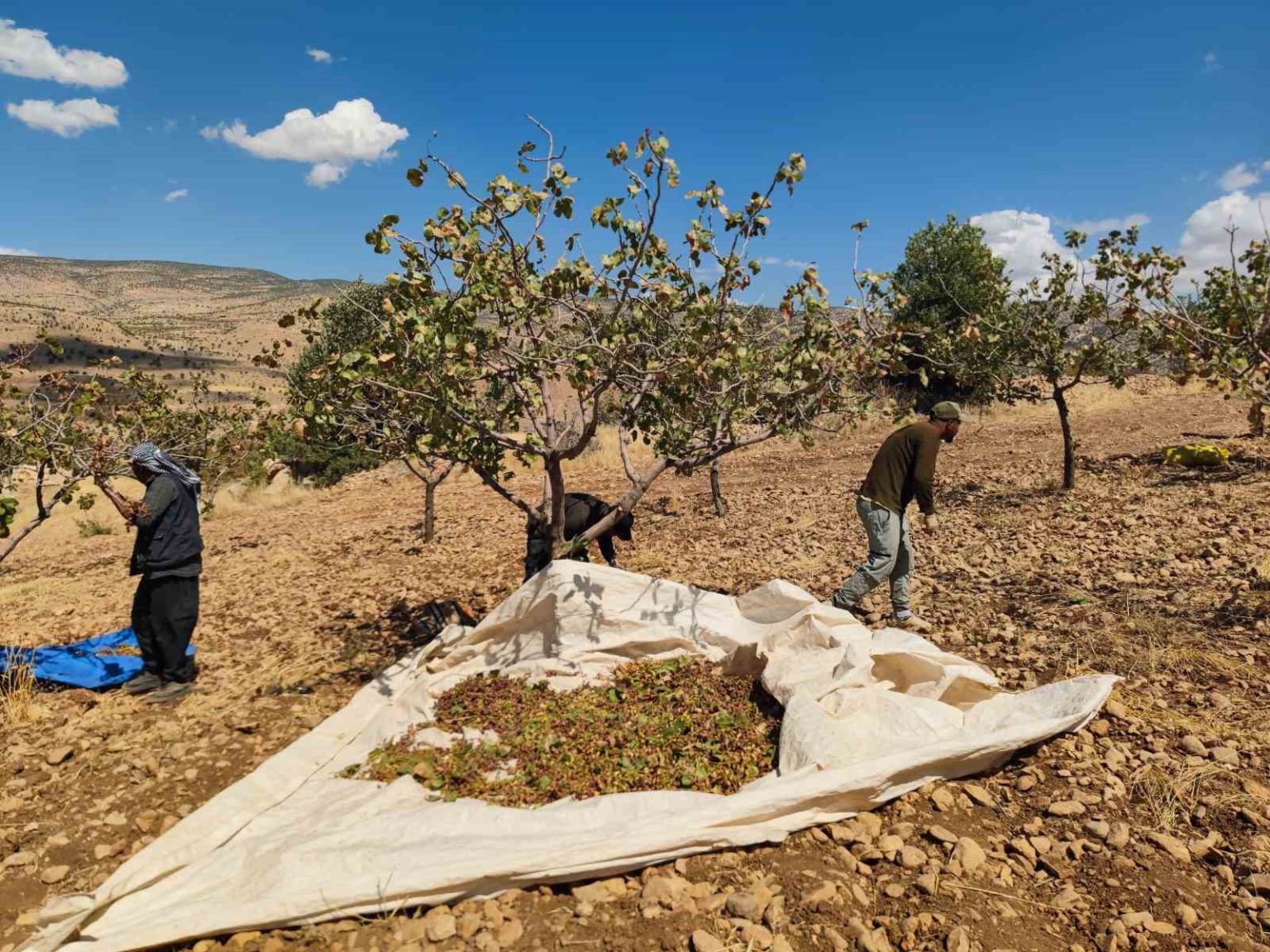 siirtte-fistik-hasadinda-sona-gelindi