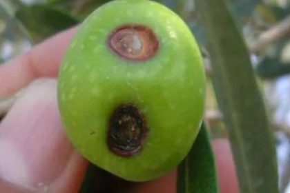 zeytin-ureticilerine-meyve-dokulmesi-uyarisi