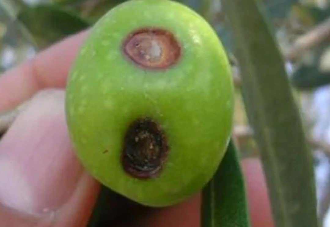 zeytin-ureticilerine-meyve-dokulmesi-uyarisi