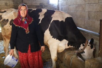 2-inekle-basladi-sifir-kilometre-arac-sahibi-oldu