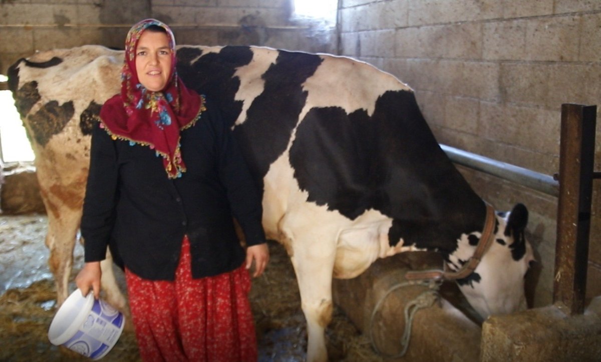 2-inekle-basladi-sifir-kilometre-arac-sahibi-oldu