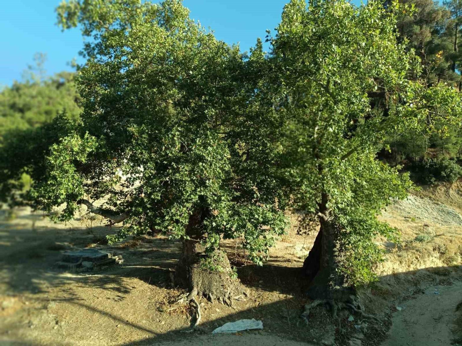 asirlik-cinar-agaclarin-koruma-altina-alinmasi-isteniyor