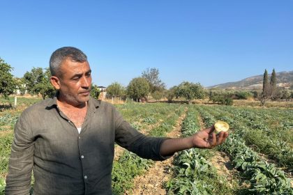 aydinin-tescilli-urununu-enginarin-kaymagini-baskalari-yiyor