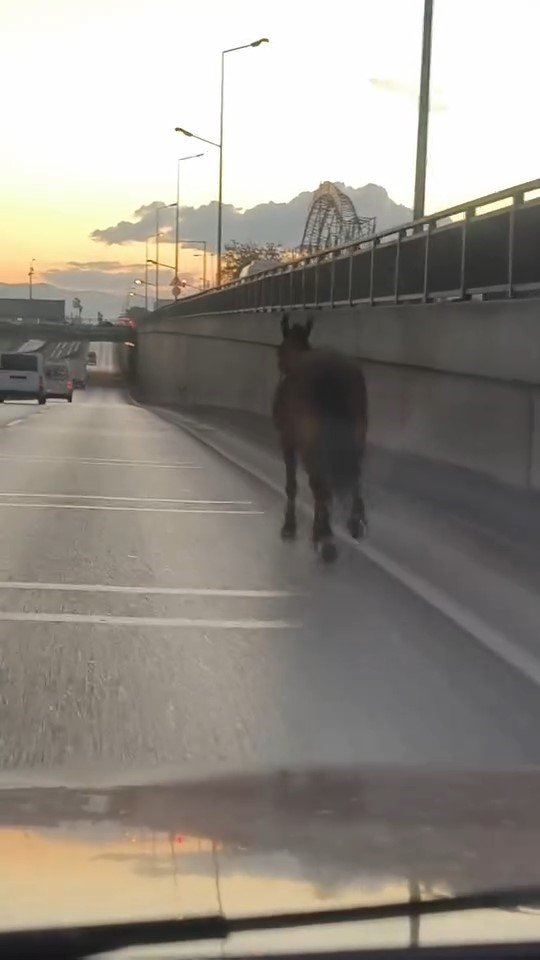 basibos-at-trafikte-tehlike-sacti