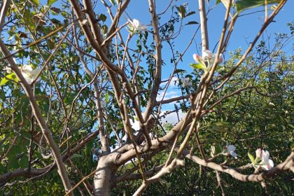 elazigda-elma-agaci-cicek-acti