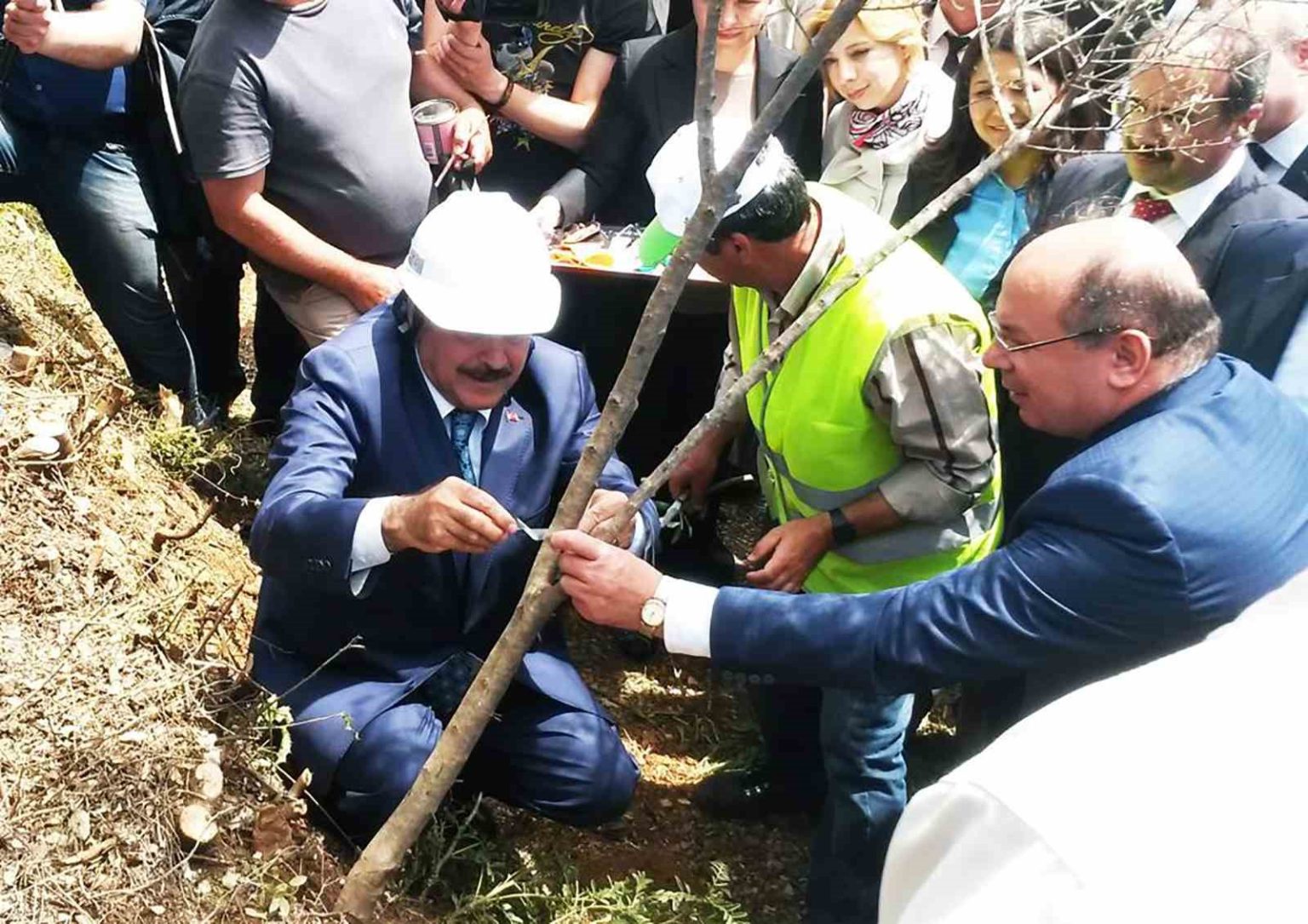 eski-bakan-eroglunun-asiladigi-zeytin-meyve-vermeye-basladi