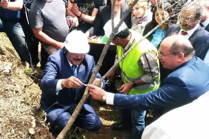 eski-bakan-eroglunun-asiladigi-zeytin-meyve-vermeye-basladi