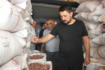 fistikta-rekolte-dustu