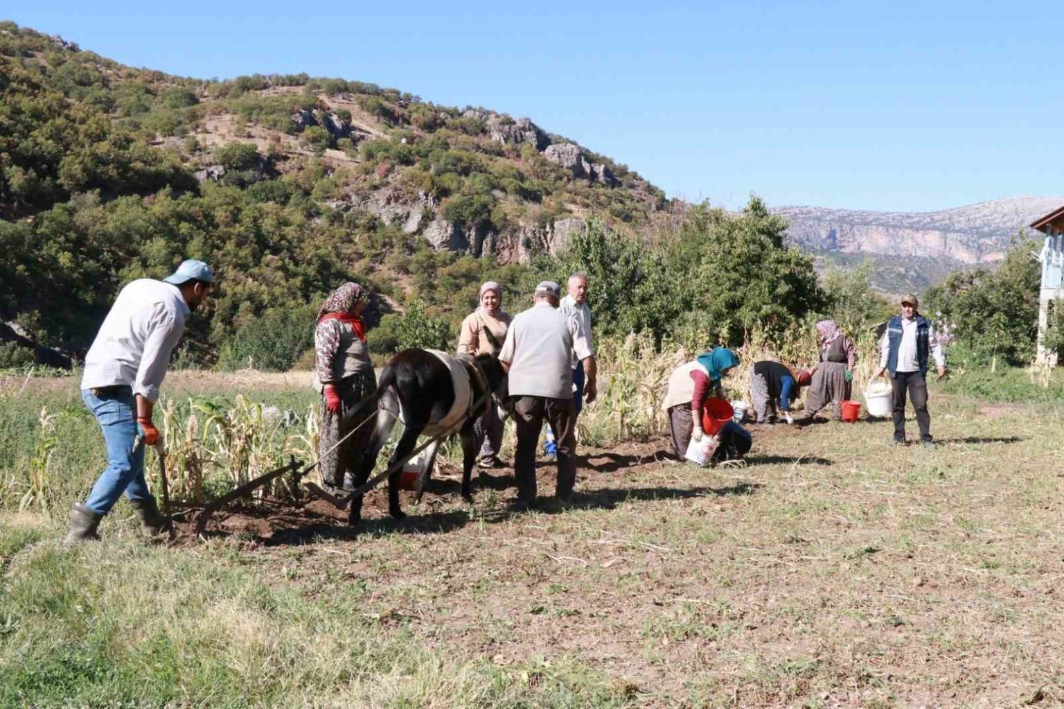 hadimde-at-ve-esekle-patates-hasadi-atalardan-kalan-kara-sabanla-yapiliyor