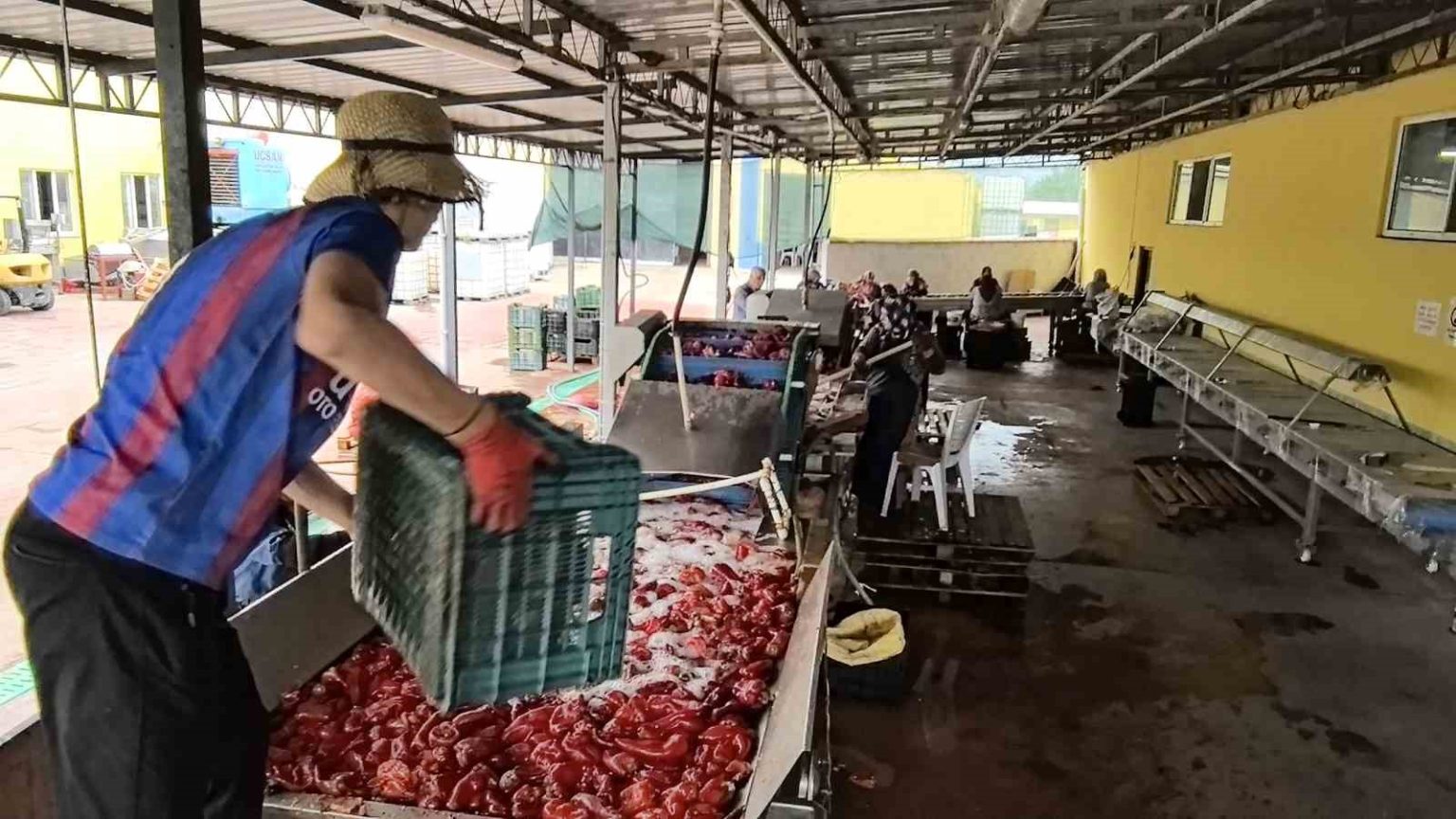 hollandanin-biber-salcasini-inegollu-kadinlar-uretiyor