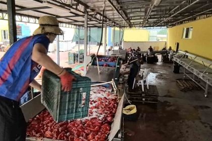 hollandanin-biber-salcasini-inegollu-kadinlar-uretiyor