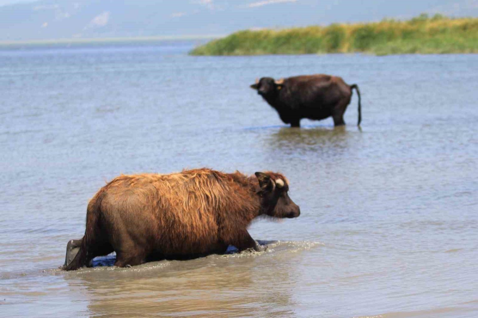 manda-sayisi-son-5-yilda-yuzde-16-azaldi