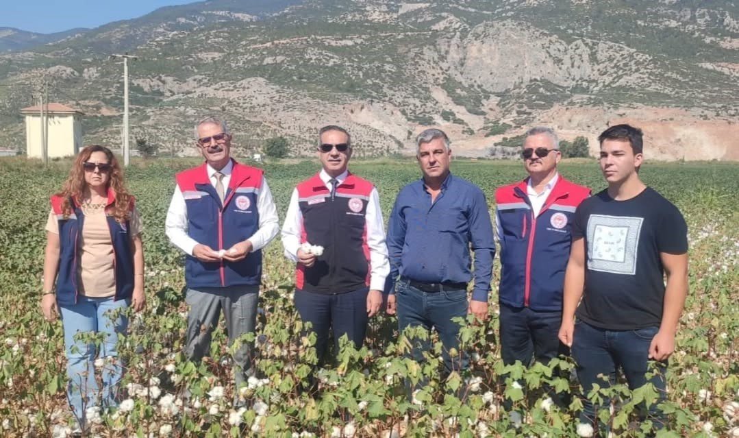 aydinda-pamuk-tarlalarina-inceleme