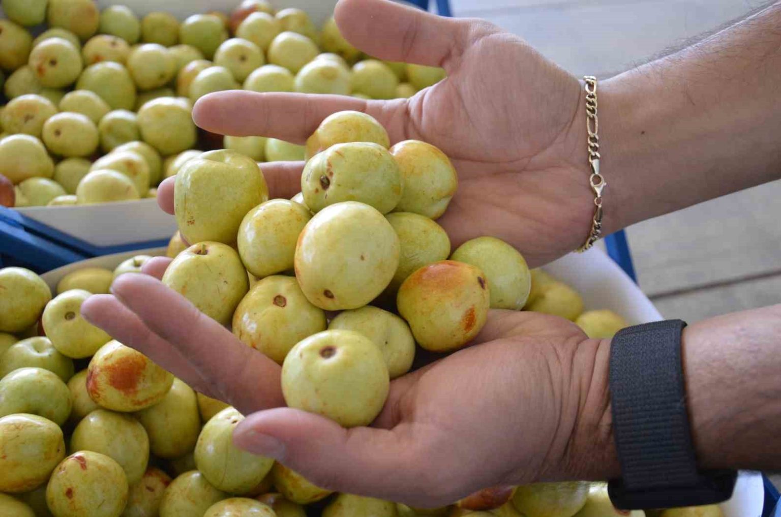 demircide-taze-iri-hunnap-meyvesinin-hasadi-basladi
