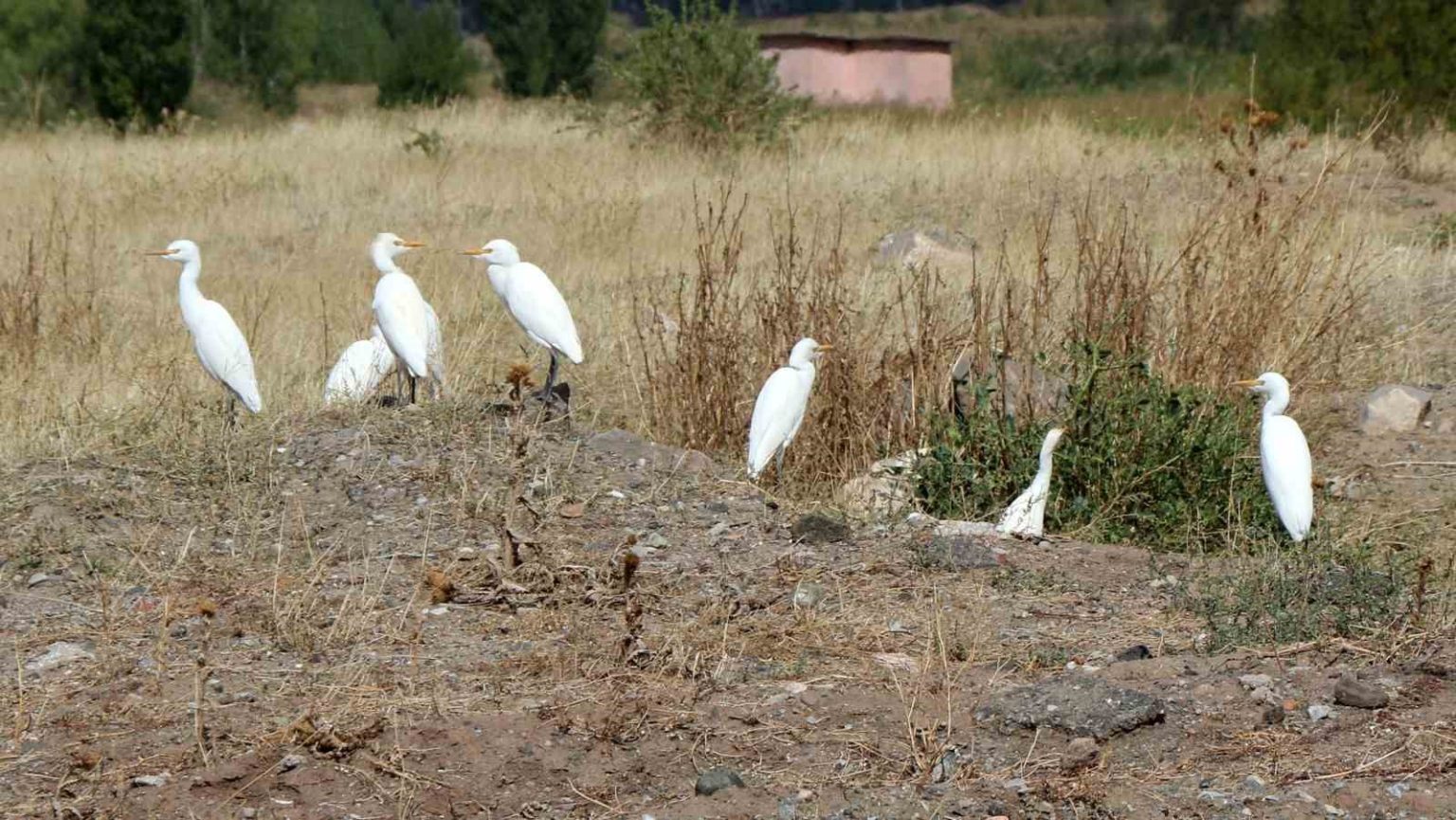 erzincanda-suzulen-kuslarin-goc-hareketleri-izleniyor