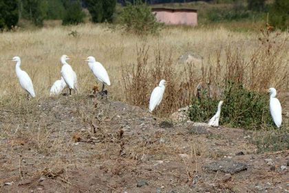 erzincanda-suzulen-kuslarin-goc-hareketleri-izleniyor