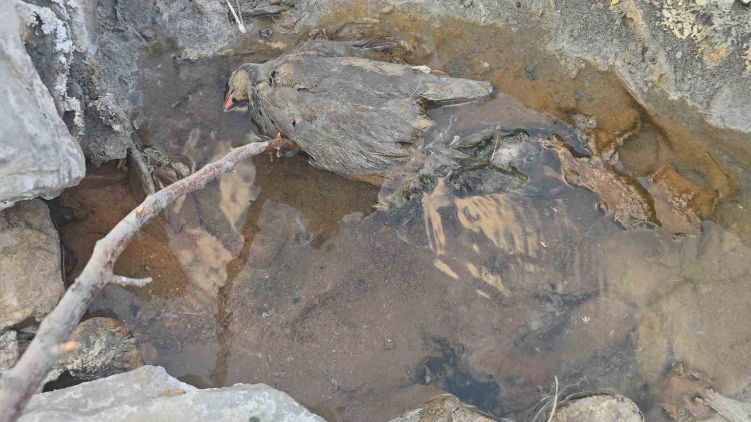 hakkaride-gizemli-kukurt-vadisi-insanlara-sifa-hayvanlara-olum