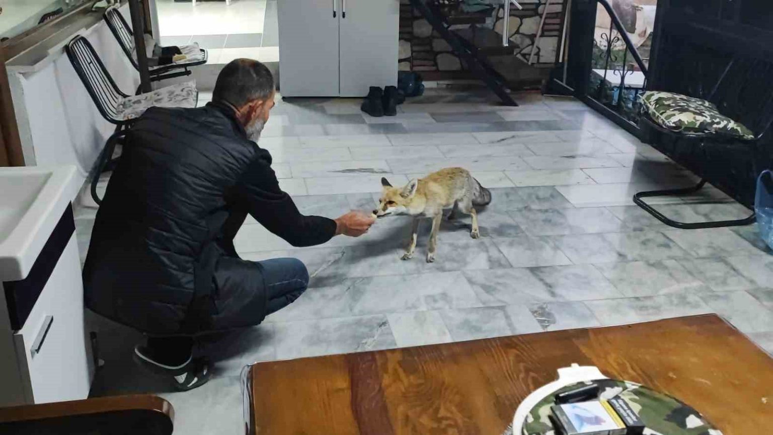 hane-halki-gibi-davraniyor-tilkinin-dostlugu-gulumsetiyor