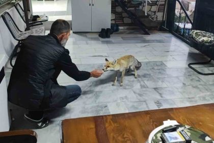 hane-halki-gibi-davraniyor-tilkinin-dostlugu-gulumsetiyor