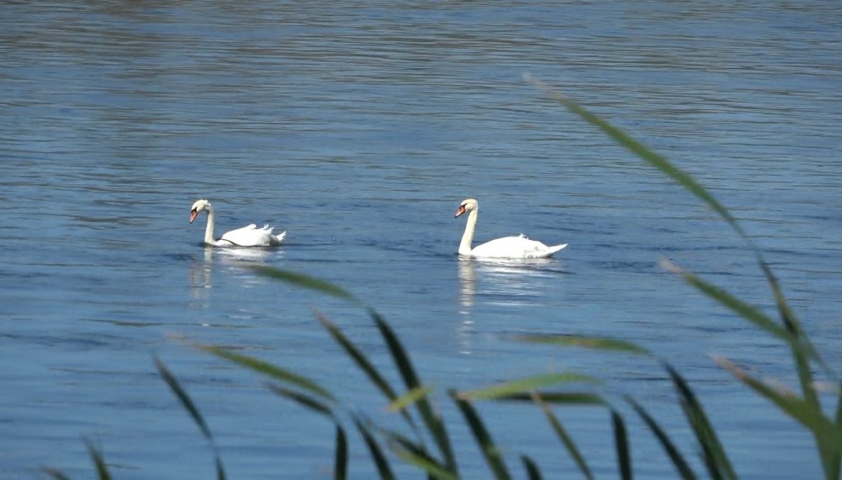 kizilirmakta-kugularin-dansi-gorsel-solen-olusturdu