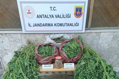 korkutelinde-115-kilo-skunk-ele-gecirildi