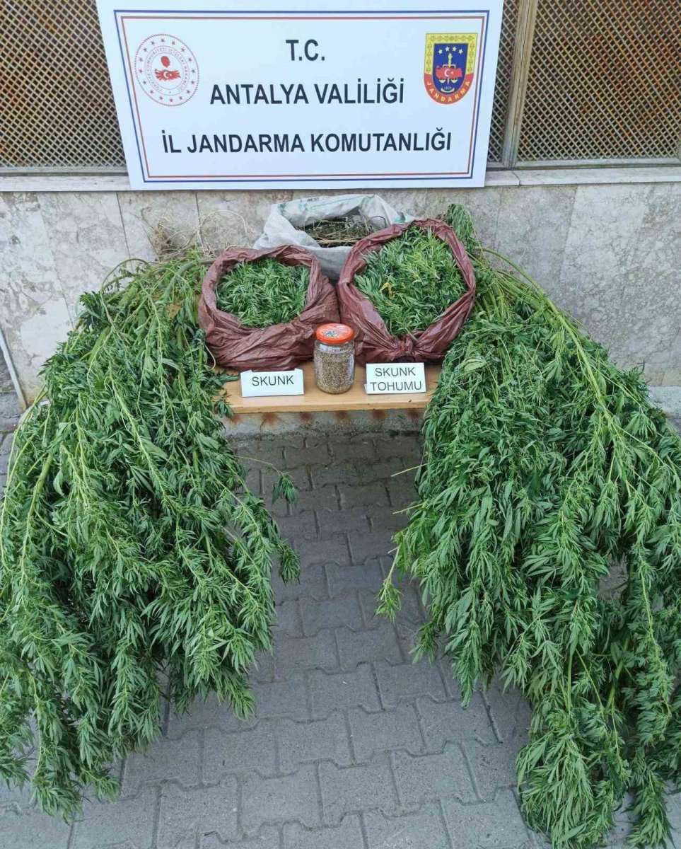 korkutelinde-115-kilo-skunk-ele-gecirildi