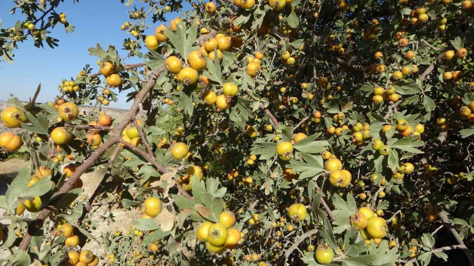 malatyada-sifa-deposu-alicta-hasat-zamani