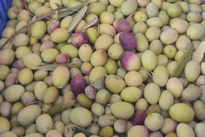 salihlide-ureticiler-zeytin-sinegine-karsi-son-kez-uyarildi