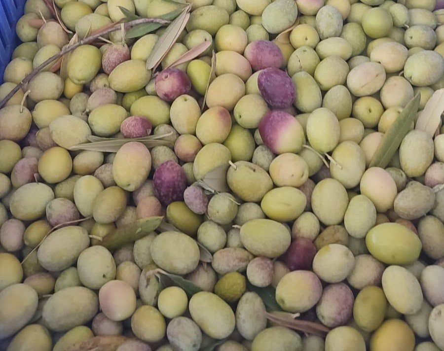 salihlide-ureticiler-zeytin-sinegine-karsi-son-kez-uyarildi