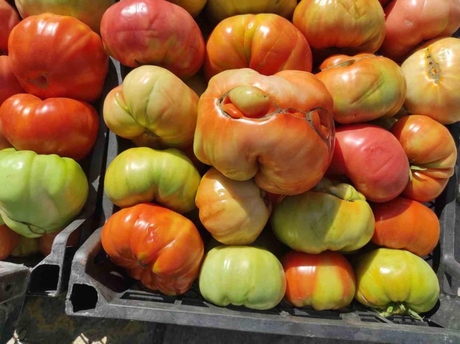 sasonun-yuksek-yaylalarinda-organik-domates-uretimi