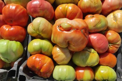 sasonun-yuksek-yaylalarinda-organik-domates-uretimi