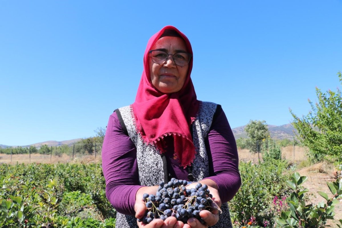 sifa-buldugu-meyvenin-uretimi-icin-sehir-degistirdi-2009-fidanla-sifa-dagitacak