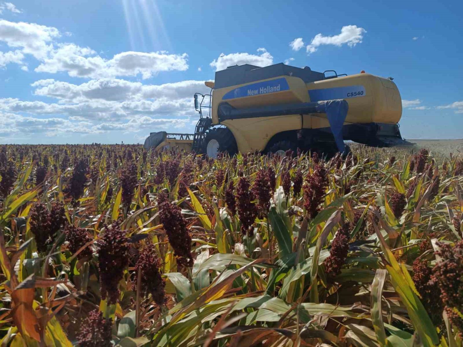 sorgumla-kurakliga-karsi-tekirdag-ciftcisinin-umudu