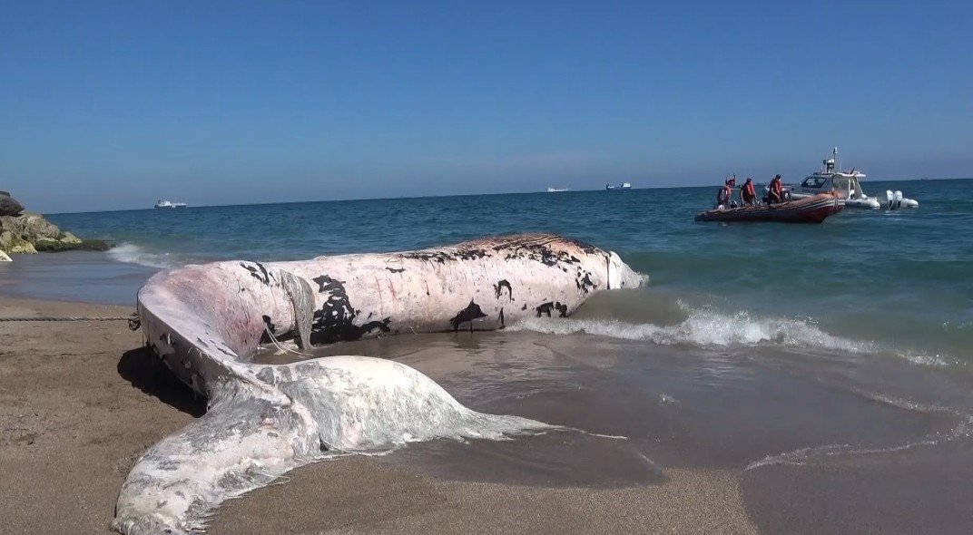 yaklasik-16-metre-4-yil-once-gomulen-balinanin-iskeleti-bilimsel-kaziyla-cikarilacak