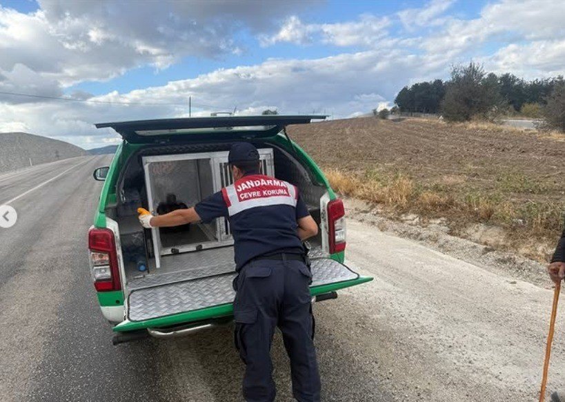 yarali-atmacaya-jandarma-sahip-cikti