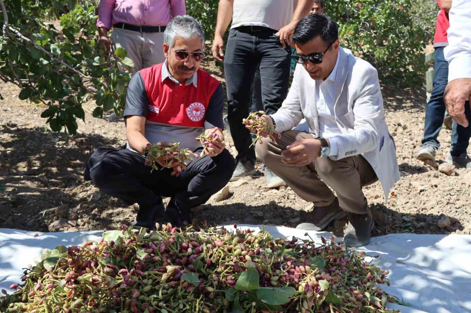 adiyamanda-antep-fistik-hasadi-basladi