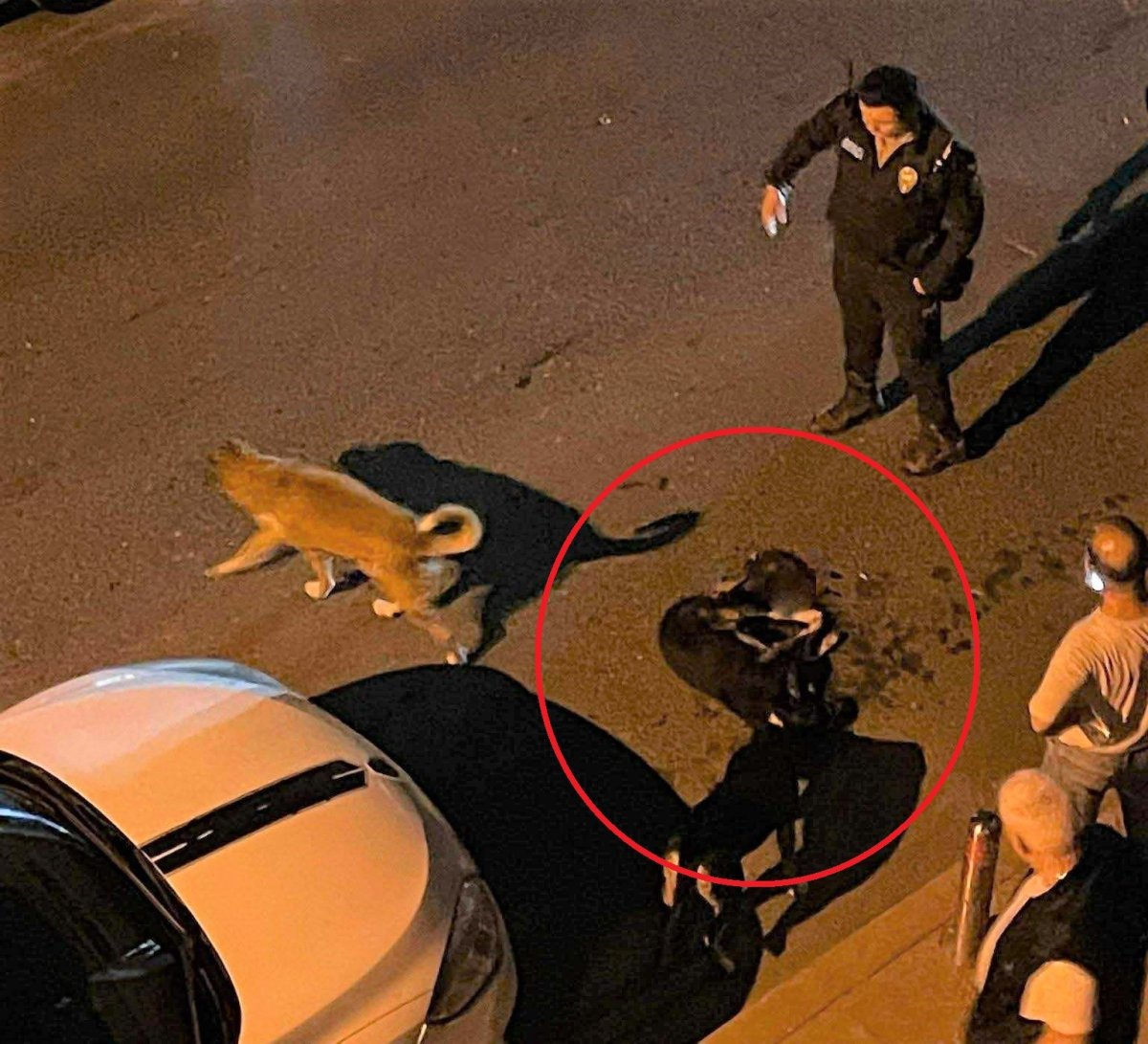 altinordu-belediyesi-cop-kamyonu-sokak-kopegini-ezdi