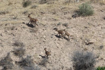 dag-kecileri-yerlesim-alanina-kadar-geldi