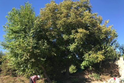 erzincanda-koylulerin-zorlu-ceviz-hasadi-basladi