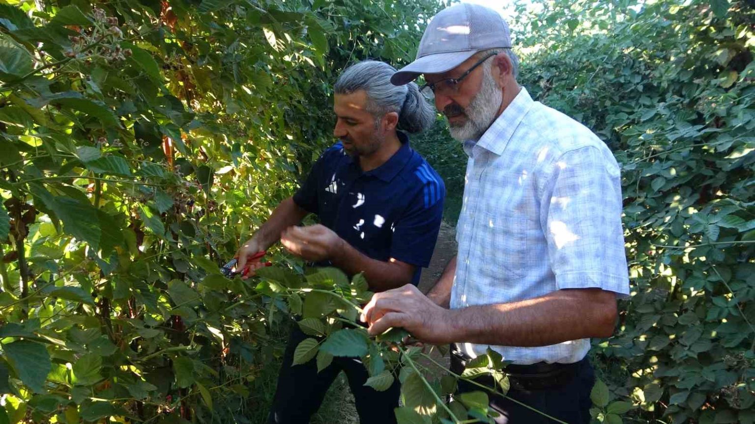malatyada-bitkisel-uretim-cesitliliginde-uzumsu-meyvelerin-uretimi-yayginlasiyor
